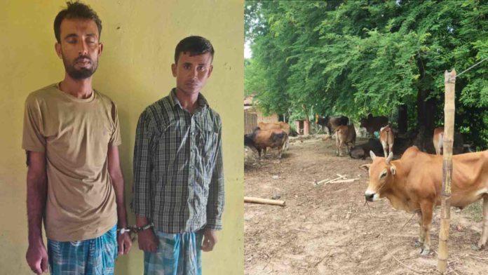 hailakandi police arrested two cattle smugglers with 14 burmese cattle